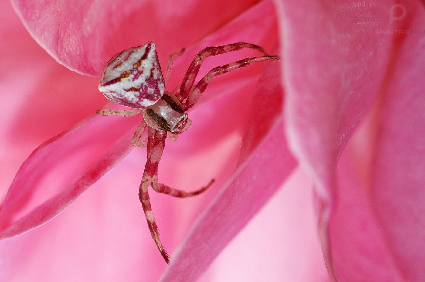 Pentaxiani • Leggi argomento - il ragno della rosa